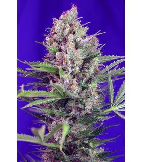 Cream Mandarine F1 Fast Version (Sweet Seeds)