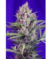 Cream Mandarine F1 Fast Version (Sweet Seeds)