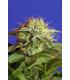 Green Poison F1 Fast Version (Sweet Seeds)