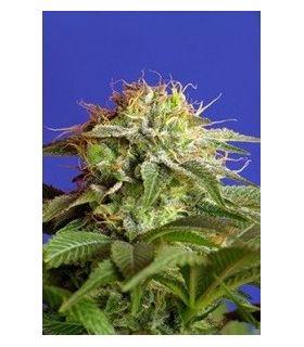 Green Poison F1 Fast Version (Sweet Seeds)