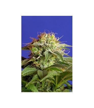 Green Poison F1 Fast Version (Sweet Seeds)