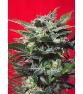 Green Poison (Sweet Seeds)