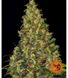 σπόροι κάνναβης Barney's Farm Amnesia Haze Auto @sporadiko.gr