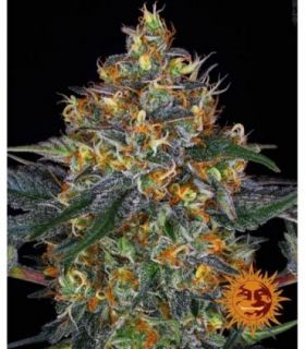 σπόροι κάνναβης Barney's Farm Moby Dick Auto @sporadiko.gr