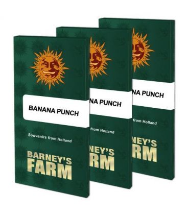 Banana Punch (Barney's Farm)