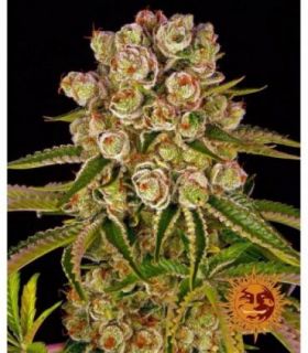 σπόροι κάνναβης Barney's Farm Kush Mintz sporadiko.gr