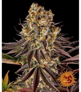 σπόροι κάνναβης Barney's Farm Gelato 45 sporadiko.gr