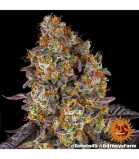 Gelato 45 (Barney's Farm)