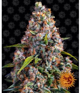 Strawberry Cheesecake Auto @σποράδικο.gr