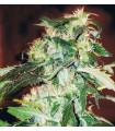 Jack 47 (Sweet Seeds)