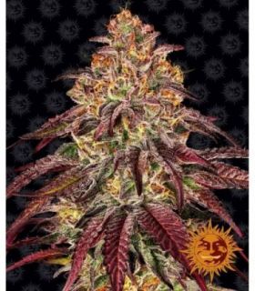 Mimosa x Orange Punch Auto (Barney's Farm)