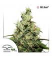 CBD Kush (Dutch Passion)