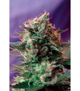 Jack 47 F1 Fast Version (Sweet Seeds)