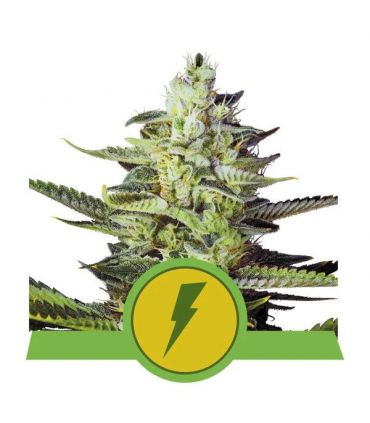 North Thunderfuck Auto (Royal Queen Seeds)