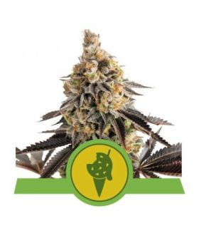 Cookies Gelato Auto (Royal Queen Seeds)