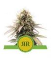 Royal Runtz Auto (Royal Queen Seeds)