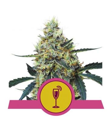 Mimosa (Royal Queen Seeds)