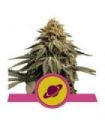Royal Skywalker (Royal Queen Seeds)