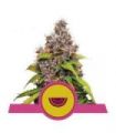 Watermelon (Royal Queen Seeds)