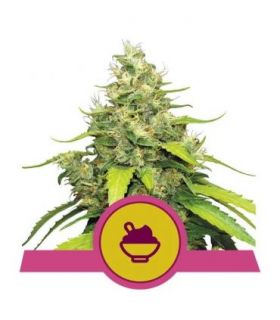 Blue Gelato (Royal Queen Seeds)