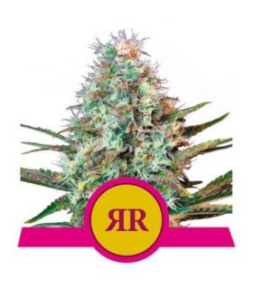 σπόροι κάνναβης Royal Runtz (Royal Queen Seeds) @sporadiko.gr