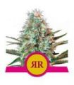 Royal Runtz (Royal Queen Seeds)