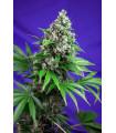 Killer Kush F1 Fast Version (Sweet Seeds)