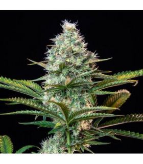 Royal Runtz (Royal Queen Seeds)