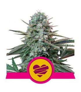 σπόροι κάνναβης Wedding Crasher (Royal Queen Seeds) @sporadiko.gr