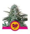 Wedding Crasher (Royal Queen Seeds)