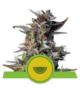 σπόροι κάνναβης Watermelon Auto (Royal Queen Seeds) @sporadiko.gr