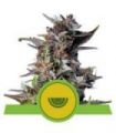 Watermelon Auto (Royal Queen Seeds)