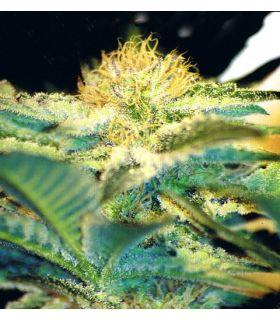 Mohan Ram (Sweet Seeds)