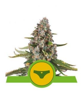 σπόροι κάνναβης Sherbet Queen Auto (Royal Queen Seeds) @sporadiko.gr