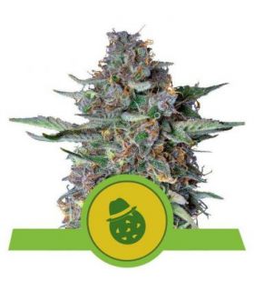 σπόροι κάνναβης Do-Si-Dos Auto (Royal Queen Seeds) @sporadiko.gr