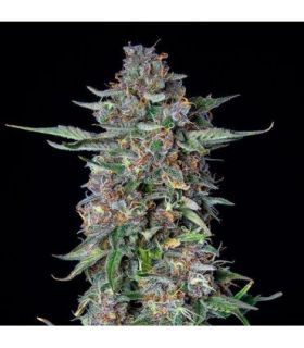 Do-Si-Dos Auto (Royal Queen Seeds)