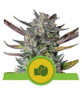 σπόροι κάνναβης Purple Punch Auto (Royal Queen Seeds) @sporadiko.gr
