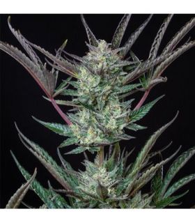 Purple Punch Auto (Royal Queen Seeds)