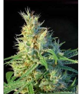 Psicodelicia (Sweet Seeds)