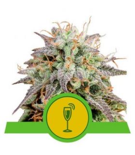 σπόροι κάνναβης Mimosa Auto (Royal Queen Seeds) @sporadiko.gr