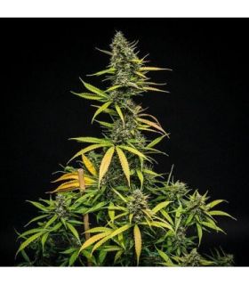 Mimosa Auto (Royal Queen Seeds)