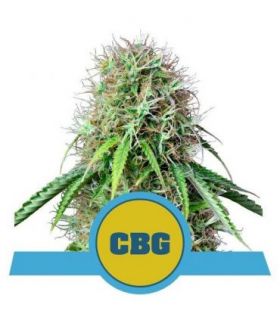 σπόροι κάνναβης Royal CBG Auto (Royal Queen Seeds) @sporadiko.gr