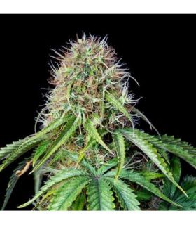 Royal CBG Auto (Royal Queen Seeds)