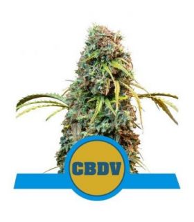 σπόροι κάνναβης Royal CBDV Auto (Royal Queen Seeds)  @sporadiko.gr