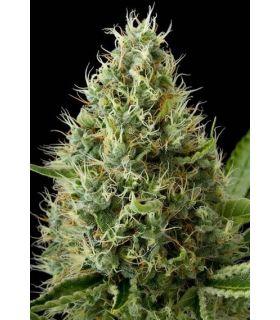 S.A.D. F1 Fast Version (Sweet Seeds)