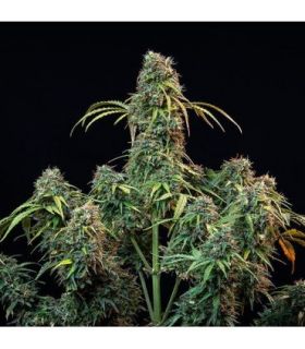Royal CBDV Auto (Royal Queen Seeds)