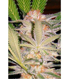 S.A.D. S1 (Sweet Seeds)