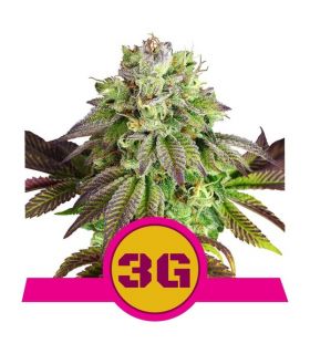 Triple G by Royal Queen Seeds @sporadiko.gr