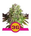 Triple G (Royal Queen Seeds)