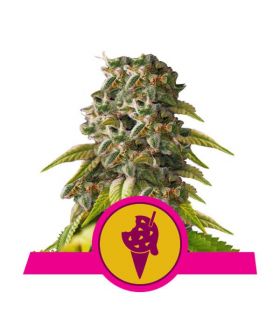 Cookies Gelato by Royal Queen Seeds @sporadiko.gr